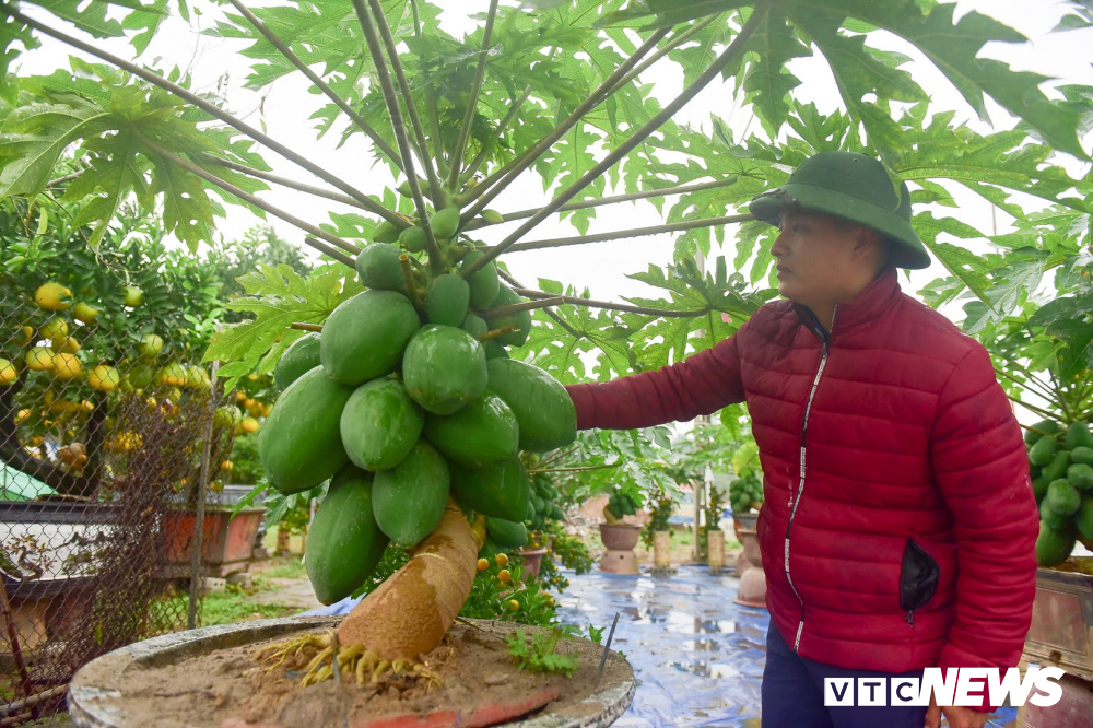 Ảnh: Đu đủ bonsai lên chậu chơi Tết, giá bán cả chục triệu đồng-3