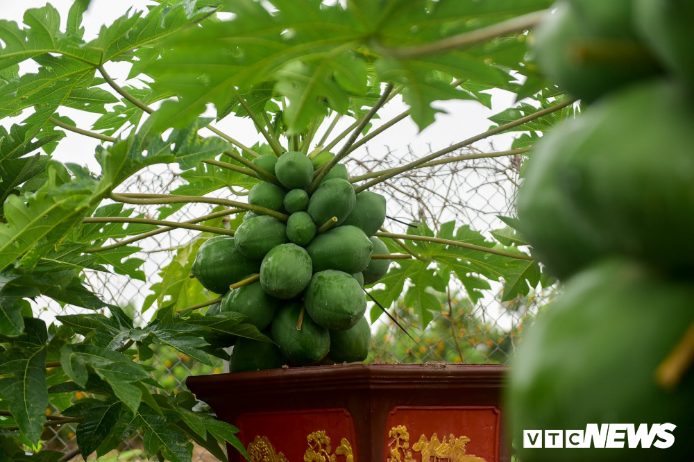 Ảnh: Đu đủ bonsai lên chậu chơi Tết, giá bán cả chục triệu đồng-4