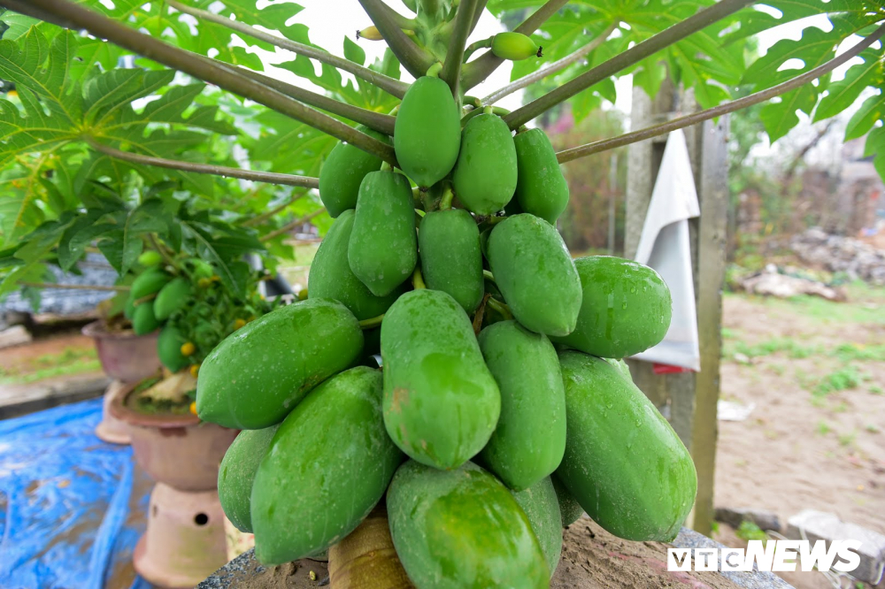 Ảnh: Đu đủ bonsai lên chậu chơi Tết, giá bán cả chục triệu đồng-5