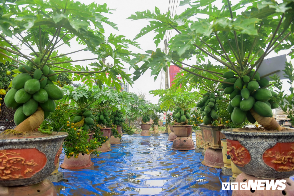 Ảnh: Đu đủ bonsai lên chậu chơi Tết, giá bán cả chục triệu đồng-6