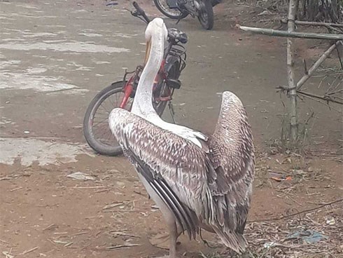 Dân Huế liên tục bắt được chim Bồ nông quý hiếm, gắn thiết bị có chữ nước ngoài