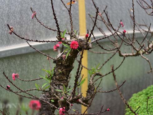 Gốc đào khủng hai người ôm giá hàng chục triệu đồng ra phố đón Tết-13