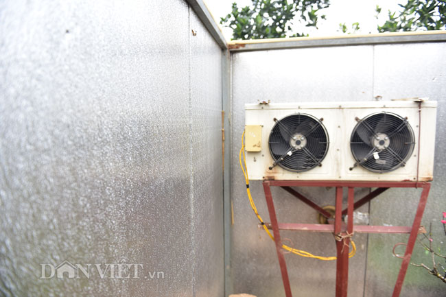 Đào cổ giá hàng chục triệu ngủ đông trong phòng điều hòa chờ Tết-4