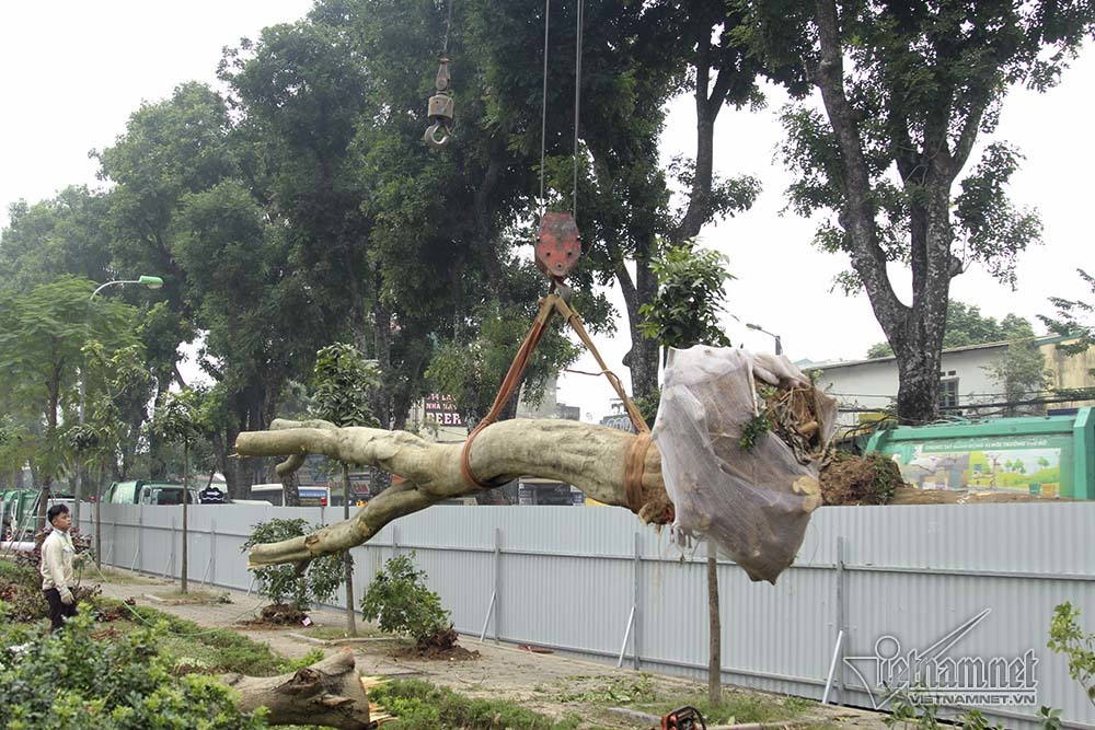 Hà Nội khai tử hàng cây đẹp nhất ven sông Tô Lịch-1