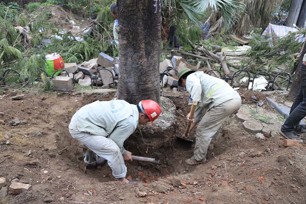 Hà Nội khai tử hàng cây đẹp nhất ven sông Tô Lịch-2