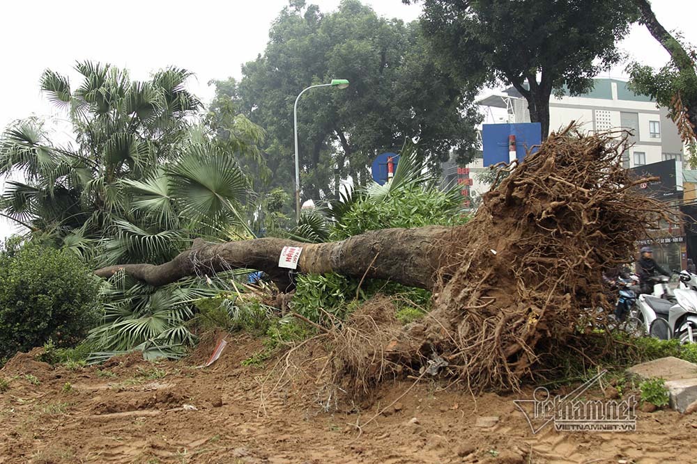 Hà Nội khai tử hàng cây đẹp nhất ven sông Tô Lịch-3