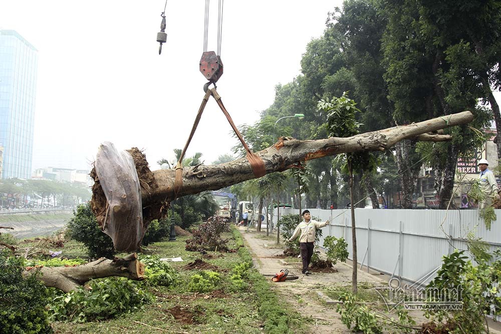 Hà Nội khai tử hàng cây đẹp nhất ven sông Tô Lịch-5