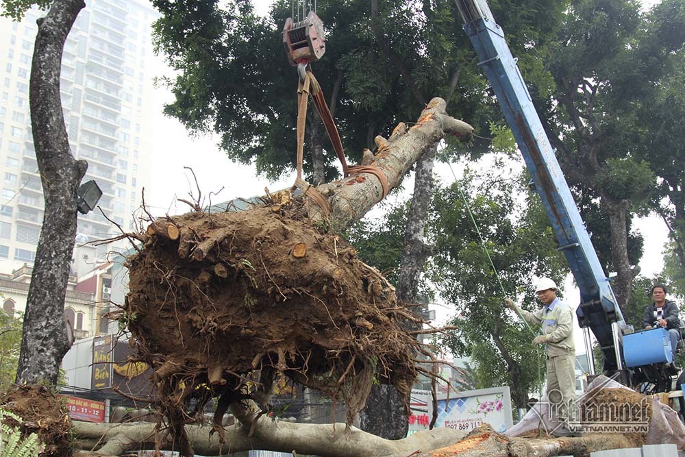 Hà Nội khai tử hàng cây đẹp nhất ven sông Tô Lịch-10