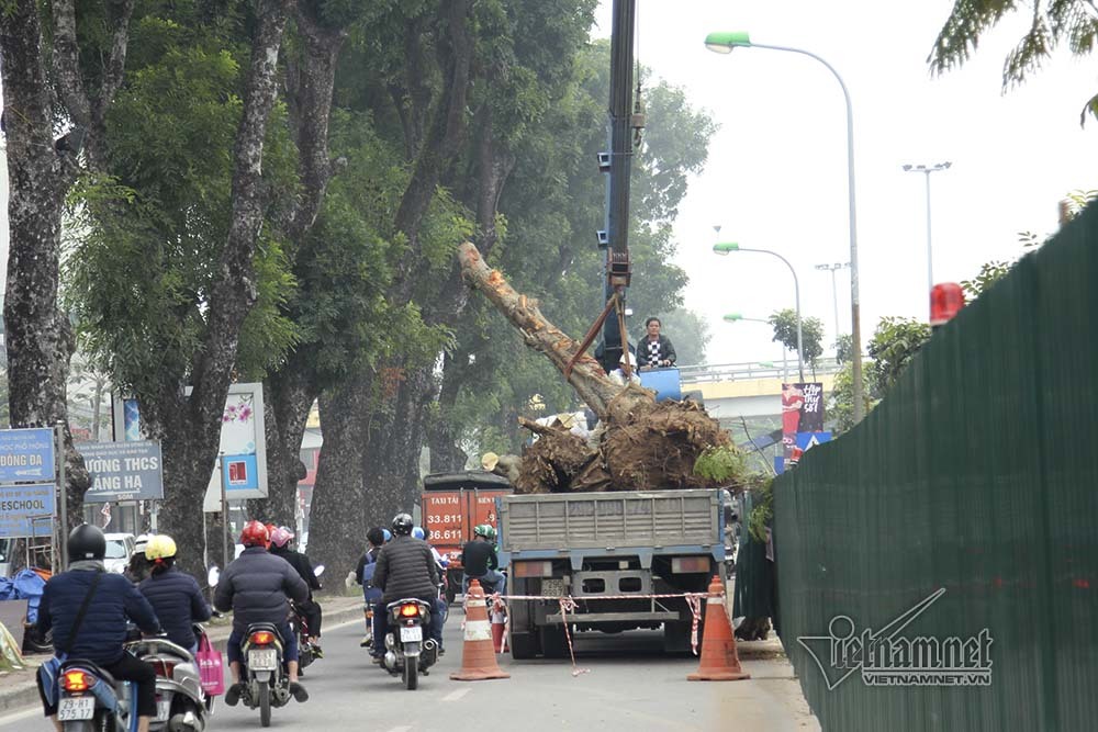 Hà Nội khai tử hàng cây đẹp nhất ven sông Tô Lịch-11