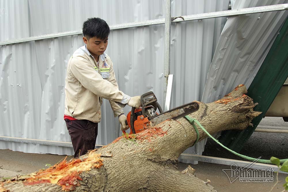 Hà Nội khai tử hàng cây đẹp nhất ven sông Tô Lịch-8