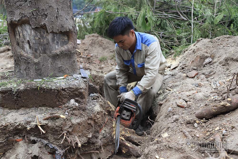 Hà Nội khai tử hàng cây đẹp nhất ven sông Tô Lịch-9