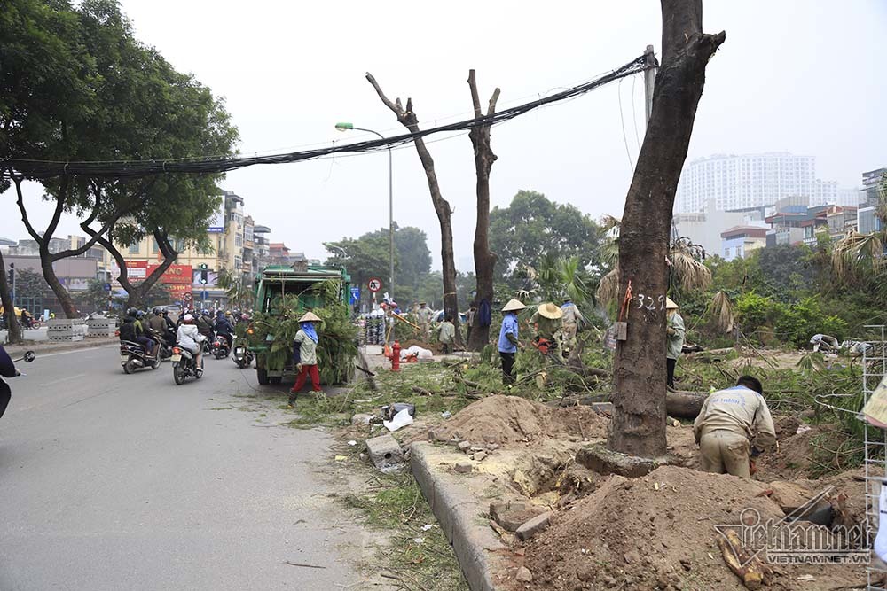 Hà Nội khai tử hàng cây đẹp nhất ven sông Tô Lịch-15