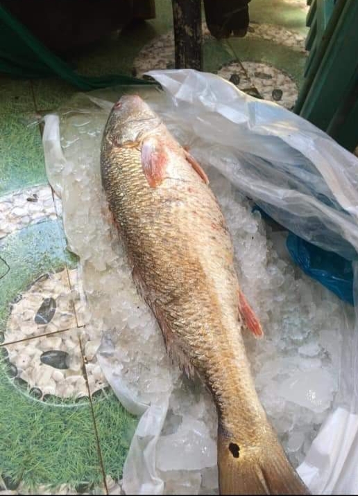 Cá lạ nặng 5kg ở Quảng Ngãi, trả 150 triệu chưa bán-2