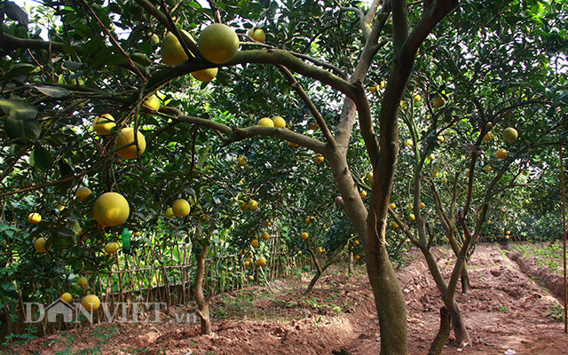 Bí kíp chọn trái vàng đặc sản chính hiệu của chủ vườn bưởi Diễn-3