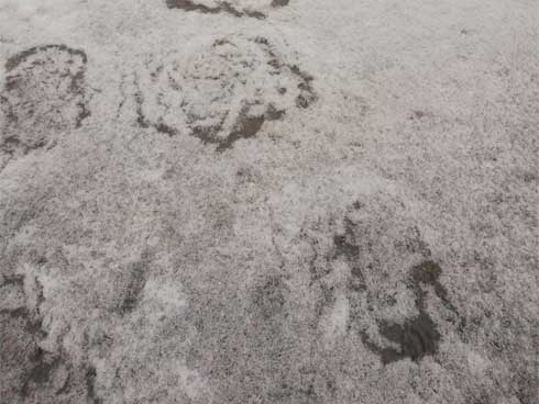 Hoa nở trong tuyết trắng rừng ở nơi lạnh âm 30 độ C-1