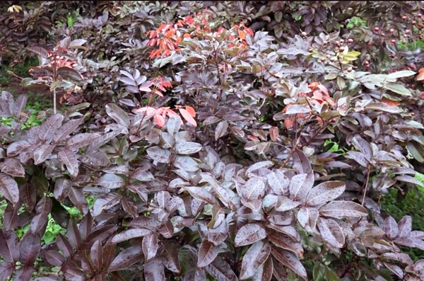 Cận Tết, vườn nhãn tím vạn người mê ùn ùn người xếp hàng xin mua-11