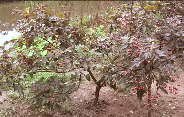 Cận Tết, vườn nhãn tím vạn người mê ùn ùn người xếp hàng xin mua-2