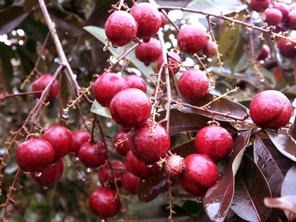 Cận Tết, vườn nhãn tím vạn người mê ùn ùn người xếp hàng xin mua-6