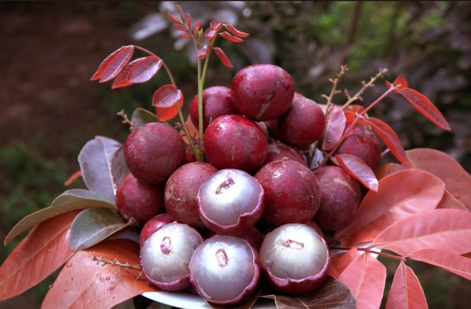 Cận Tết, vườn nhãn tím vạn người mê ùn ùn người xếp hàng xin mua-7