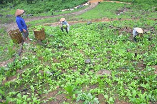 Lạ đời: Lên núi vạch đá, trồng rau cải, thu tiền kìn kìn mỗi ngày-1