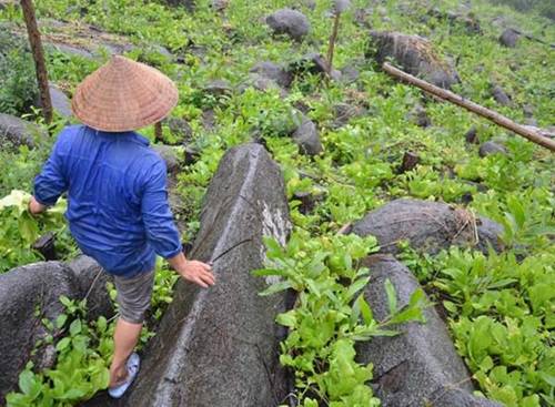 Lạ đời: Lên núi vạch đá, trồng rau cải, thu tiền kìn kìn mỗi ngày-2