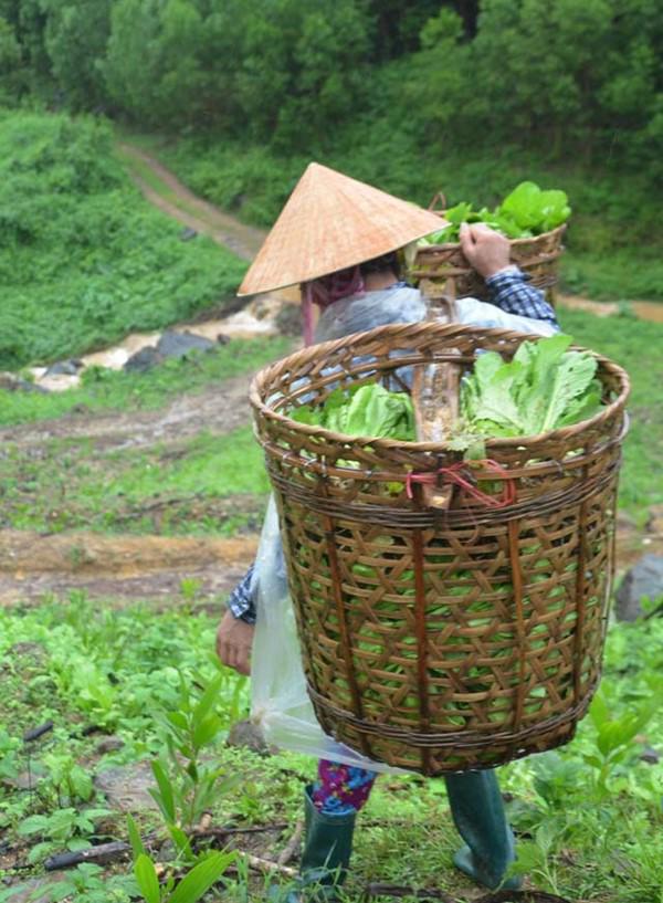 Lạ đời: Lên núi vạch đá, trồng rau cải, thu tiền kìn kìn mỗi ngày-6