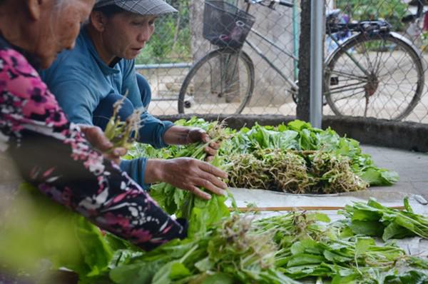 Lạ đời: Lên núi vạch đá, trồng rau cải, thu tiền kìn kìn mỗi ngày-8