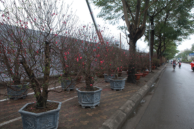 Gốc đào khủng hai người ôm giá hàng chục triệu đồng ra phố đón Tết-1