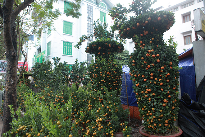 Gốc đào khủng hai người ôm giá hàng chục triệu đồng ra phố đón Tết-10