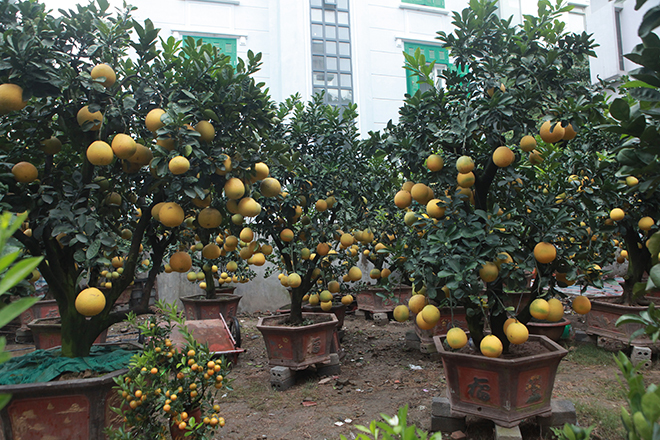 Gốc đào khủng hai người ôm giá hàng chục triệu đồng ra phố đón Tết-11