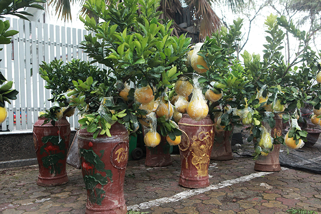 Gốc đào khủng hai người ôm giá hàng chục triệu đồng ra phố đón Tết-12