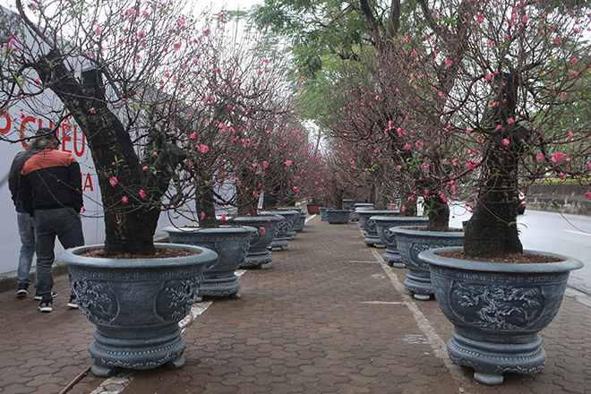 Gốc đào khủng hai người ôm giá hàng chục triệu đồng ra phố đón Tết-2