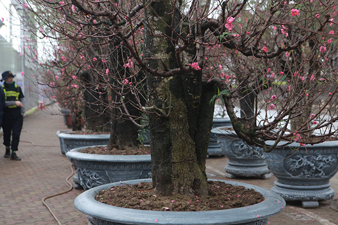 Gốc đào khủng hai người ôm giá hàng chục triệu đồng ra phố đón Tết-3