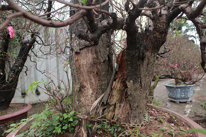 Gốc đào khủng hai người ôm giá hàng chục triệu đồng ra phố đón Tết-4