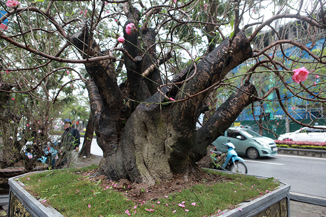 Gốc đào khủng hai người ôm giá hàng chục triệu đồng ra phố đón Tết-5