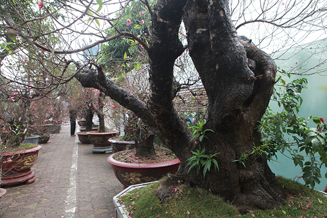 Gốc đào khủng hai người ôm giá hàng chục triệu đồng ra phố đón Tết-6