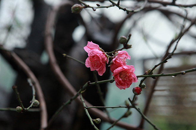 Gốc đào khủng hai người ôm giá hàng chục triệu đồng ra phố đón Tết-7