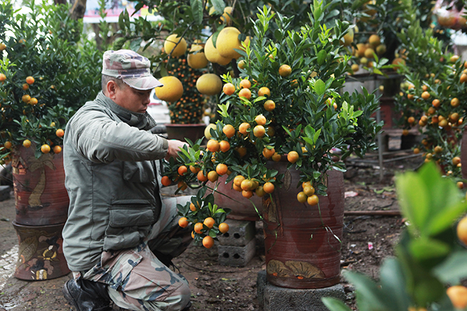 Gốc đào khủng hai người ôm giá hàng chục triệu đồng ra phố đón Tết-8
