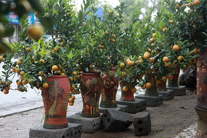 Gốc đào khủng hai người ôm giá hàng chục triệu đồng ra phố đón Tết-9