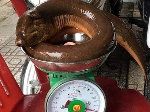 Nghệ An: Con lươn khổng lồ nặng 1,6 kg nhìn thật kinh sợ