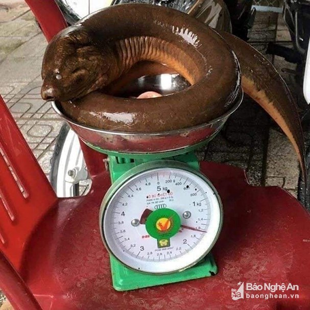 Nghệ An: Con lươn khổng lồ nặng 1,6 kg nhìn thật kinh sợ-1