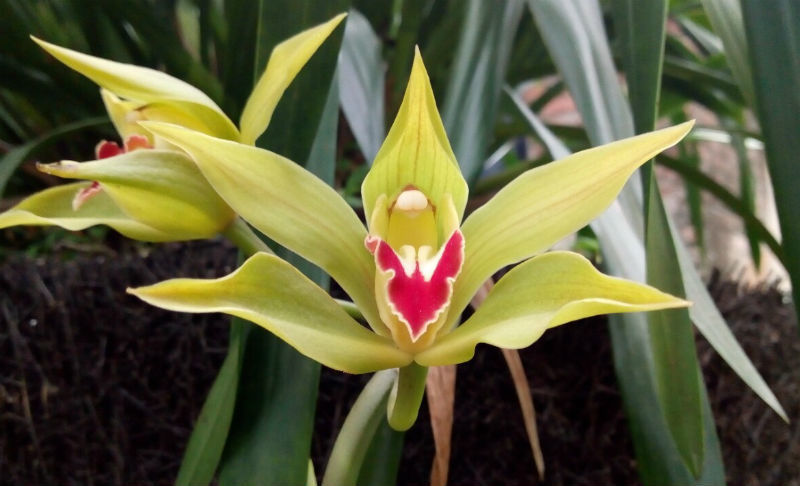 Huyền thoại giấc mộng vua Trần: 100 triệu/chậu địa lan chơi Tết-1