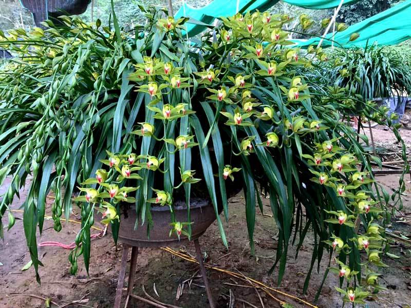 Huyền thoại giấc mộng vua Trần: 100 triệu/chậu địa lan chơi Tết-2