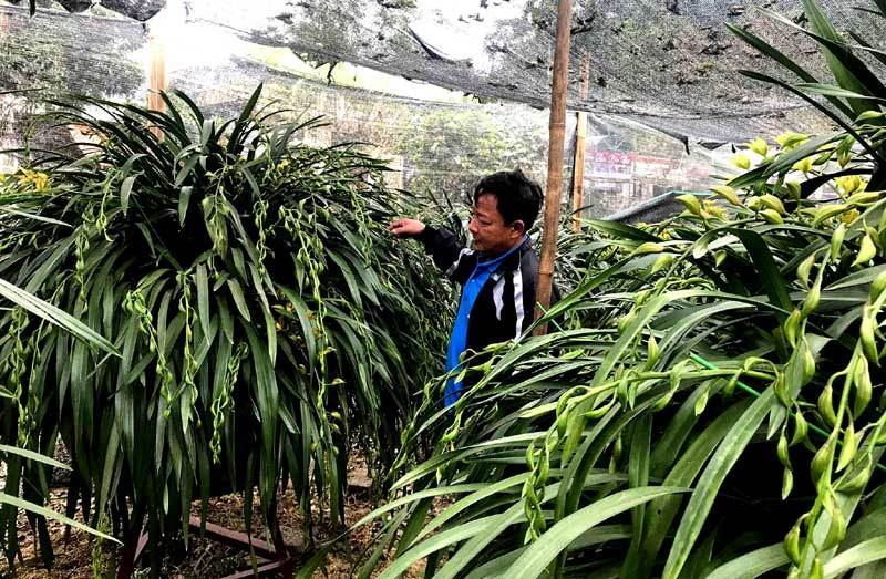 Huyền thoại giấc mộng vua Trần: 100 triệu/chậu địa lan chơi Tết-4