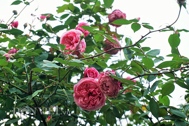 Cây hồng cổ Sapa cao hơn 5 mét giá 300 triệu-4