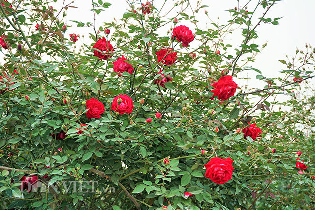 Cây hồng cổ Sapa cao hơn 5 mét giá 300 triệu-7