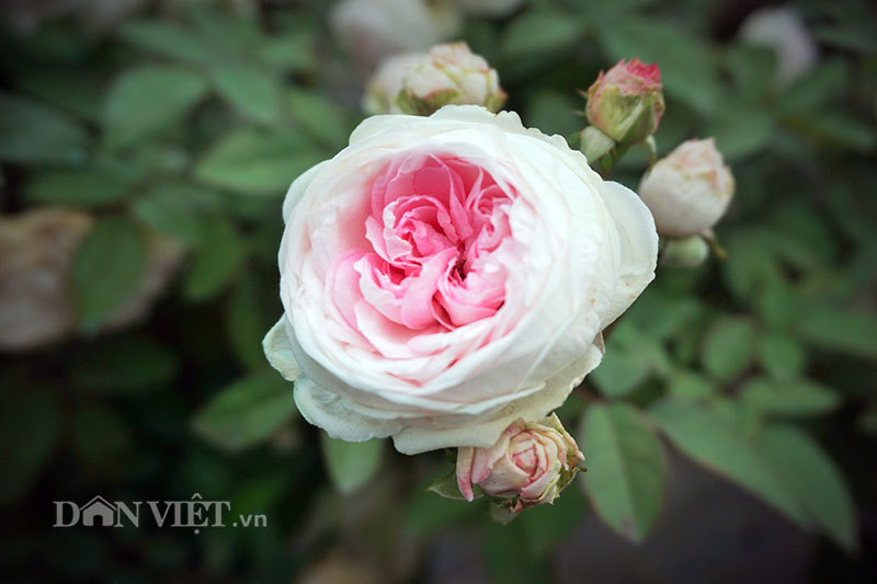 Cây hồng cổ Sapa cao hơn 5 mét giá 300 triệu-8