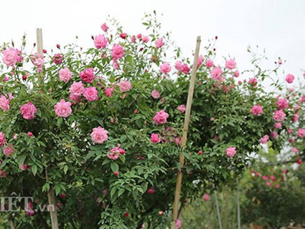 Cây hồng cổ Sapa cao hơn 5 mét giá 300 triệu