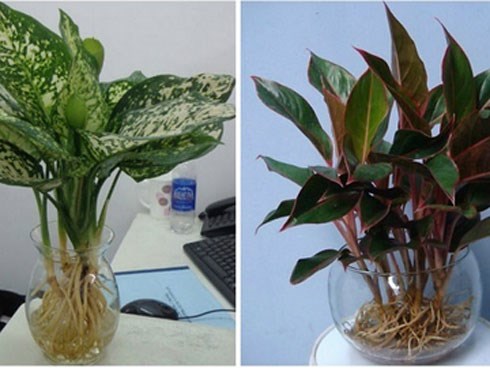 Cuối năm nhớ tìm bằng được loại cây này để đặt trên ban thờ giúp tài lộc, may mắn ùn ùn kéo đến