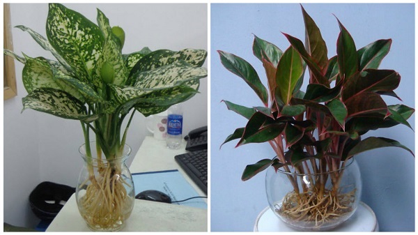 Cuối năm nhớ tìm bằng được loại cây này để đặt trên ban thờ giúp tài lộc, may mắn ùn ùn kéo đến-1